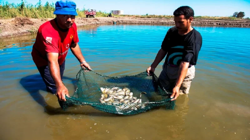 मत्स्य पालन क्षेत्र के विकास के लिए सरकार उच्च स्तरीय समिति गठित करेगी