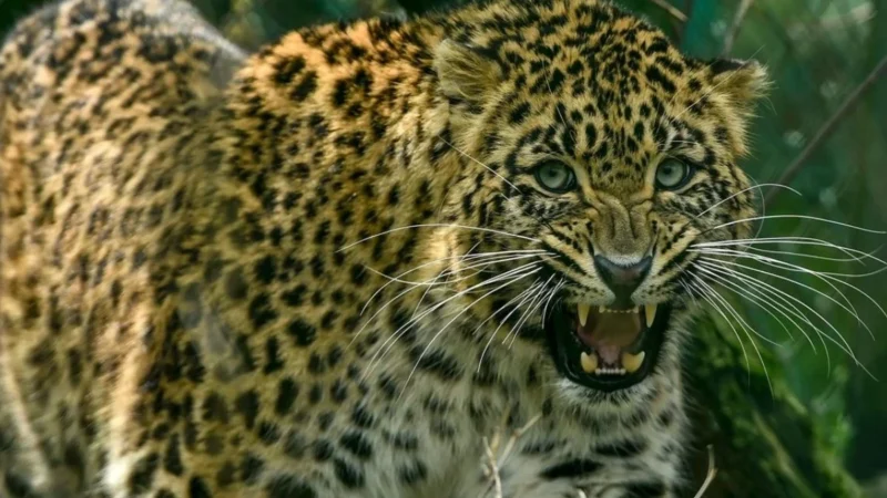 बिहार वाल्मीकि टाइगर रिजर्व में तेंदुआ मृत पाया गया