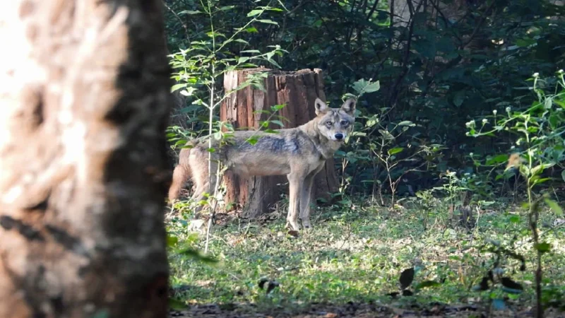 बहराइच में पकड़ा गया 5वां भेड़िया