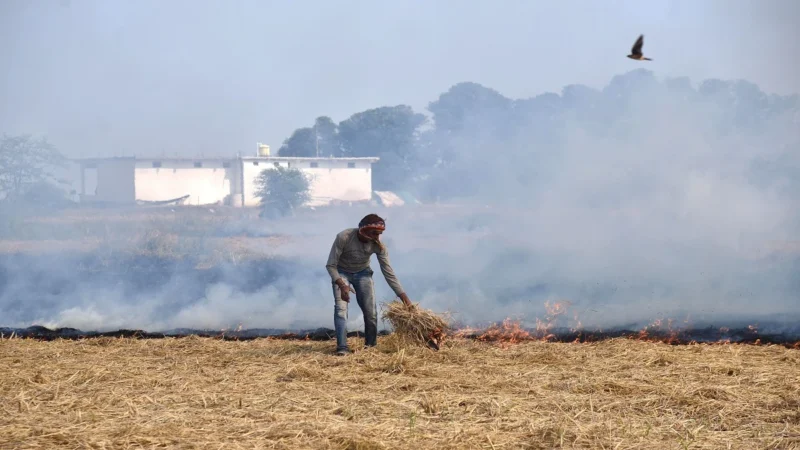 हरियाणा पंजाब में पराली जलाने के मामले पर सुप्रीम कोर्ट ने जताई नाराजगी
