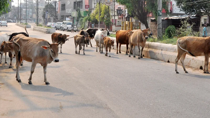 मध्यप्रदेश में अवैध रूप से गायों की ढुलाई करने वाले दो लोगों पर रासुका