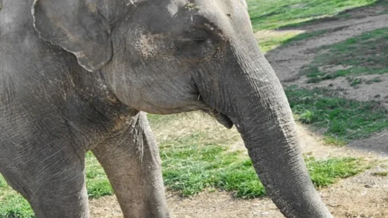 मध्यप्रदेश के बांधवगढ़ बाघ अभयारण्य में चार जंगली हाथी मृत पाए गए