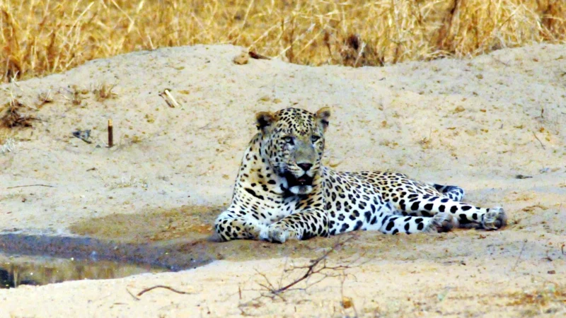 पुणे में तेंदुए के हमले से सात वर्षीय बच्चे की मौत