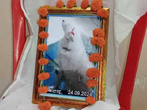 झांसी में कुत्ते की तेरहवीं पर 1000 को कराया भोज