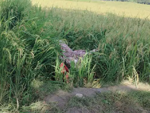 प्रयागराज में पिता की दवा लेने निकली मासूम की हत्या