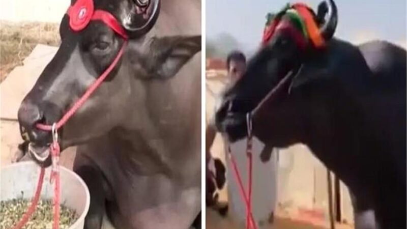 23 करोड़ का भैंसा, एक दिन में खाता है 4 किलो अनार