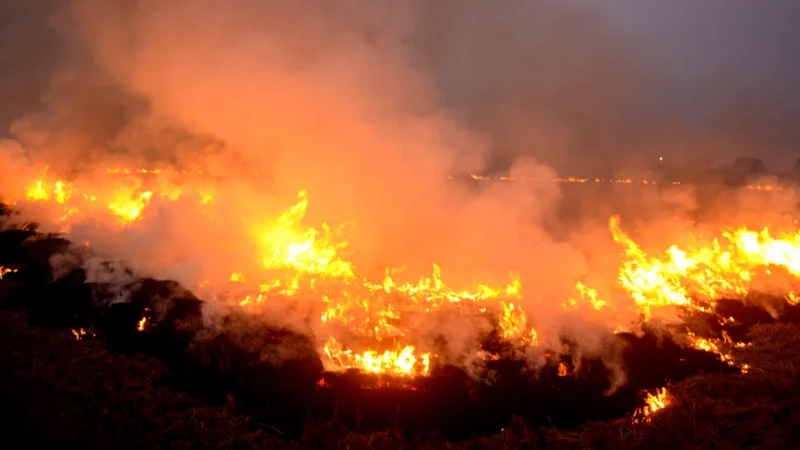 पराली जलाने वालों पर सरकार ने बढ़ाई सख्ती