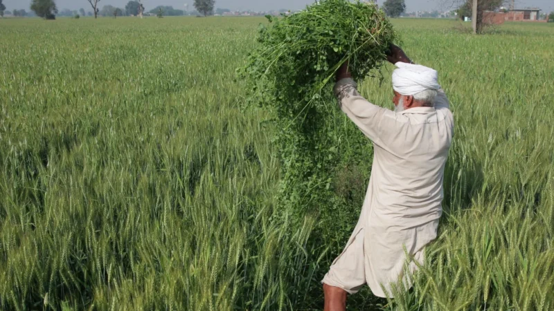 धान की कटाई में राज्यों में देरी के बावजूद गेहूं की बुवाई पटरी पर: कृषि सचिव