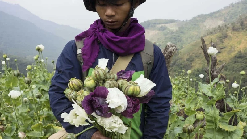 अफीम की अवैध खेती नष्ट की गई, दो लोग गिरफ्तार