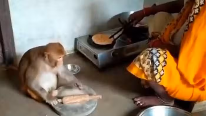 बंदरिया बनी सहेली