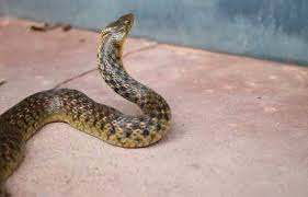 लड़की के पीछे पड़ा सांप,जाने कितनी बार डस चुका