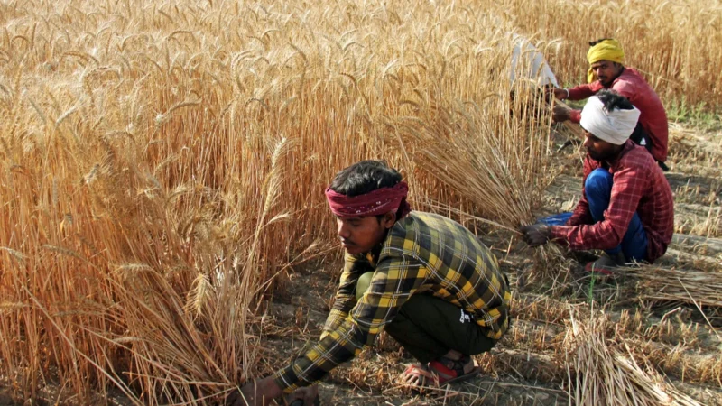 गेहूं की बुवाई का रकबा 6.58 प्रतिशत बढ़ा, तिलहन का रकबा घटा