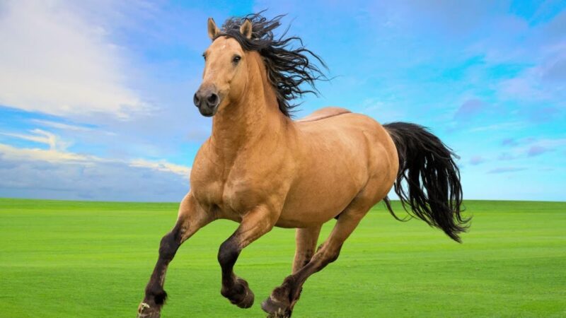 घोड़े की मूर्ति लाती है जीवन में हर तरफ मिलेगी सफलता