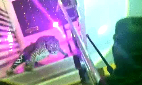 शादी समारोह में अचानक पहुंचा तेंदुआ, पड़ा रंग में भंग