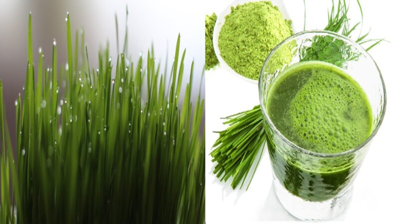 व्हीट ग्रास जूस में सबसे ज्यादा पोषक तत्व, आज ही शुरु करें सेवन