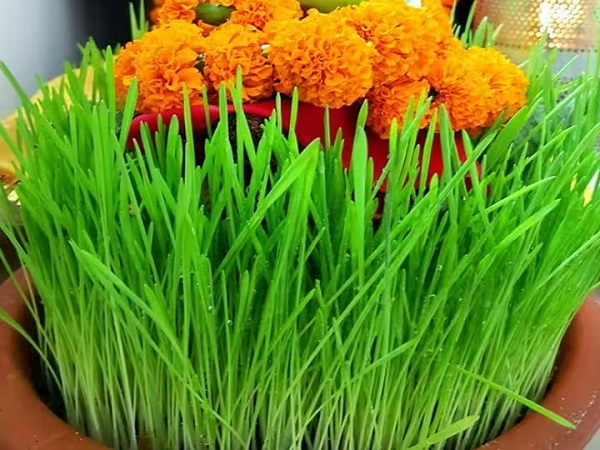 नवरात्रि में ज्वारे उगाने का सही तरीका