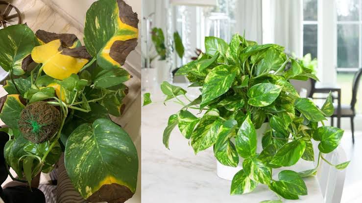मनी प्लांट की पत्तियों के पीले होने और सड़ने क्या होती है वजह, ऐसे जांचे