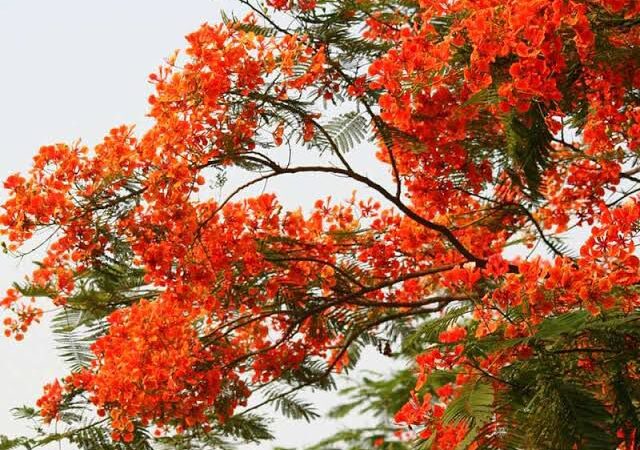 एक था गुलमोहर