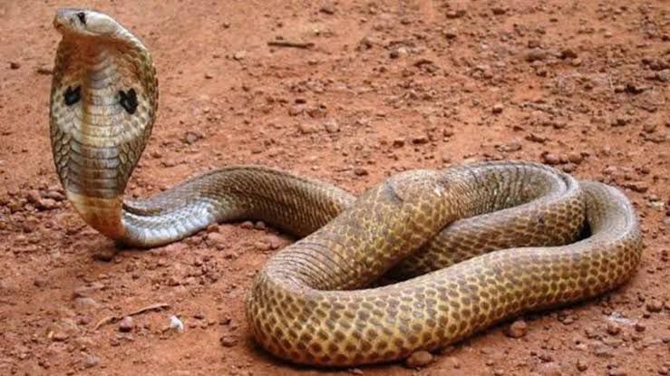 सांप के काटने से भाई-बहन की मौत, परिवार में मातम