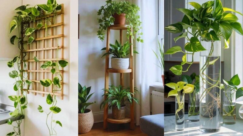 घर में सुख-समृद्धि के लिए लगाएं ये 5 पौधे, वास्तु के अनुसार बनेंगे ‘धन के चुंबक’
