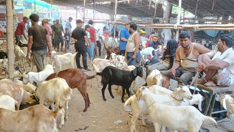 बकरीद को लेकर सजी बनारस की बकरा मंडी, बेनियाबाद में खरीदारों की उमड़ी भीड़