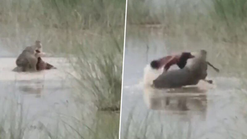 बहराइच में दर्दनाक हादसा: नदी किनारे हाथ-मुंह धोने गया 12 वर्षीय बालक मगरमच्छ का शिकार, गांव में दहशत